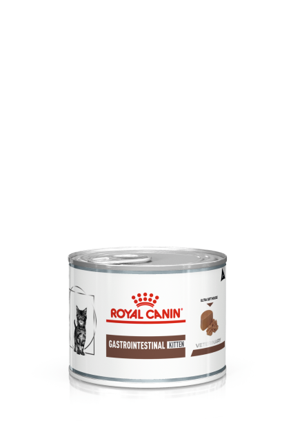 Gastrointestinal Kitten