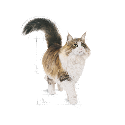 Royal Canin Instinctive Gravy Royal Canin Instinctive Gravy
