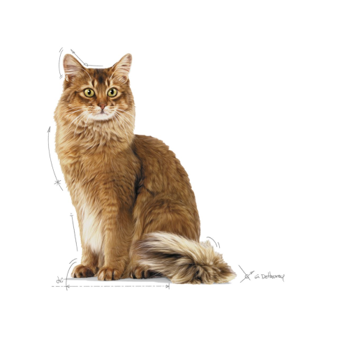Royal Canin Light Weight Care Royal Canin Light Weight Care