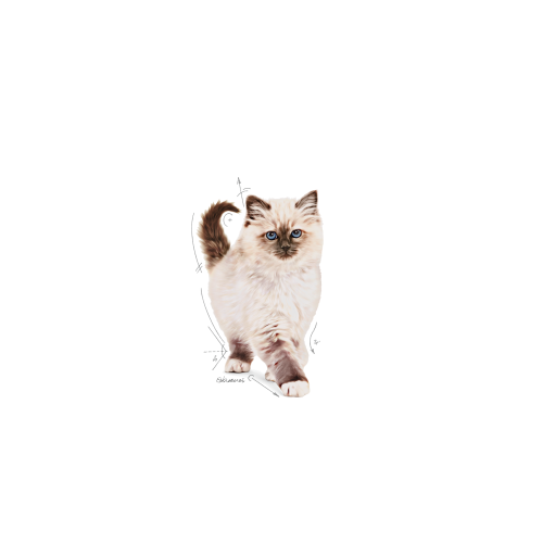 Royal Canin Kitten Royal Canin Kitten