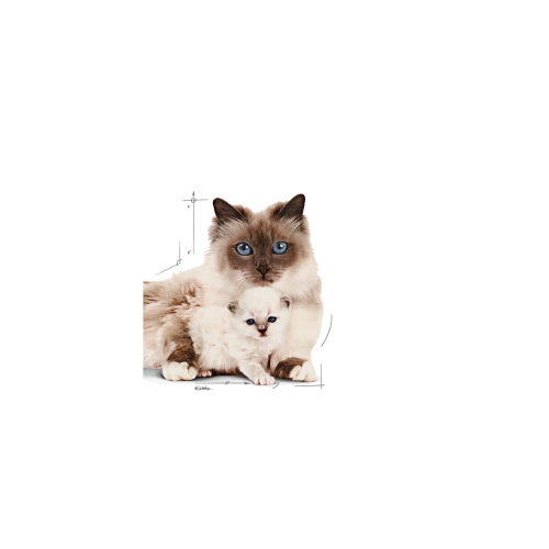 Royal Canin Mother & Babycat Ultra soft mousse Royal Canin Mother & Babycat Ultra soft mousse