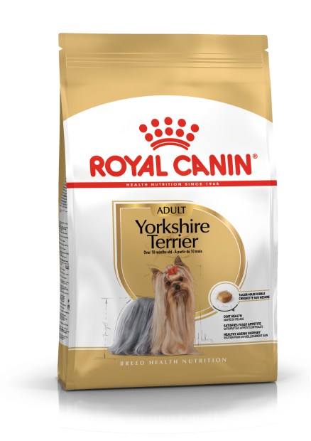 Yorkshire Terrier Adult