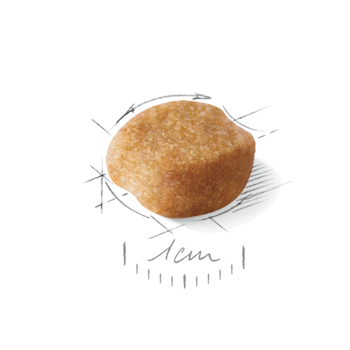 Yorkshire Terrier Adult