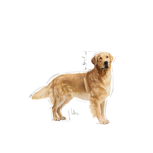 Golden Retriever Adult