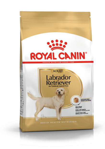 Labrador Retriever Adult