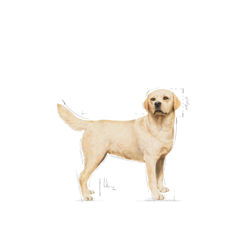 Labrador Retriever Adult