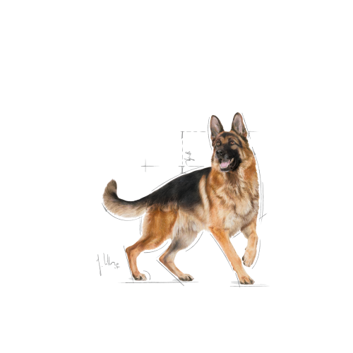 German Shepherd Adult