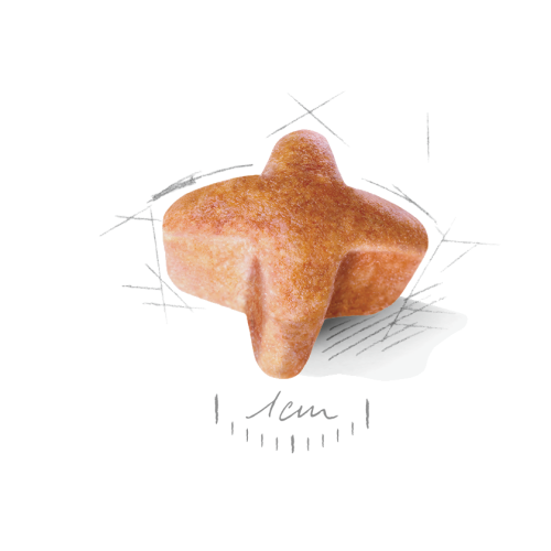 German Shepherd Adult