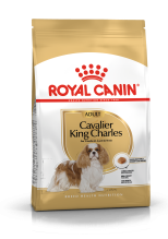 Cavalier King Charles Adult
