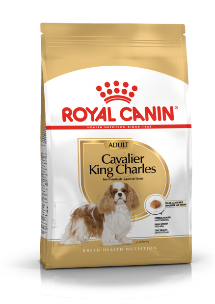 Cavalier King Charles Adult