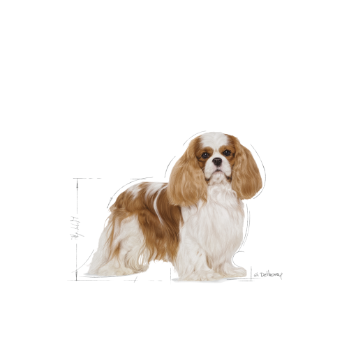 Cavalier King Charles Adult