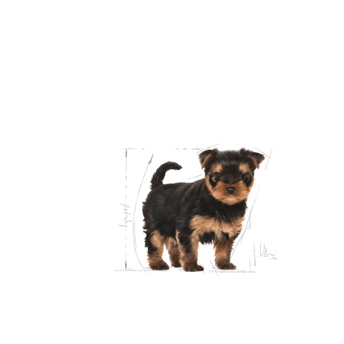 Yorkshire Terrier Puppy