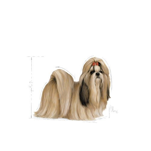 Shih Tzu
