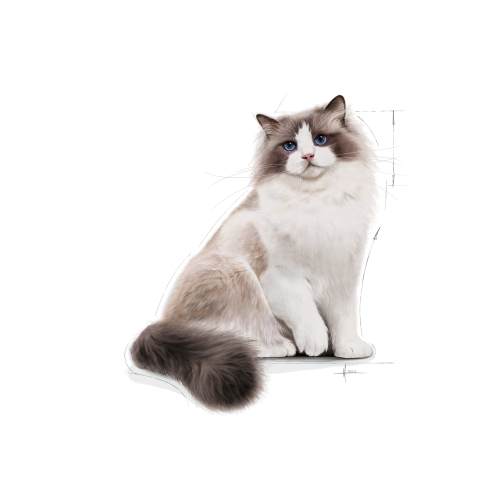 Ragdoll Adult