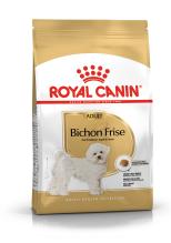 Bichon Frise Adult