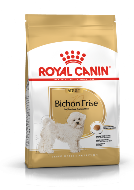 Bichon Frise Adult