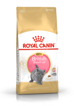 British Shorthair Kitten