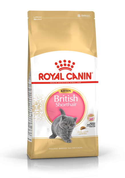 British Shorthair Kitten