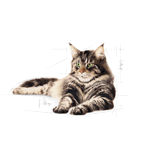 Maine Coon Adult