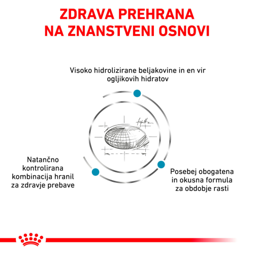 HYPOALLERGENIC PUPPY