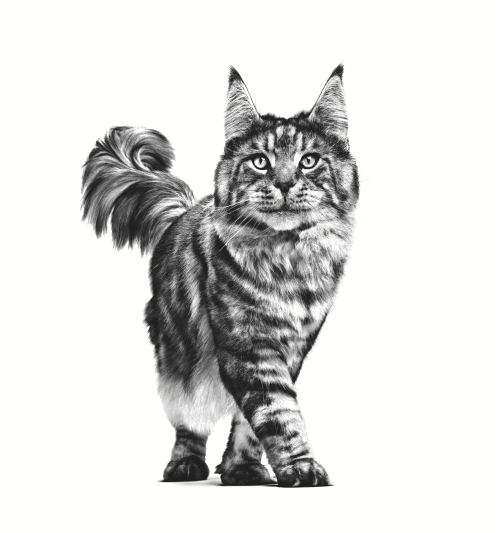 GASTROINTESTINAL FIBRE RESPONSE