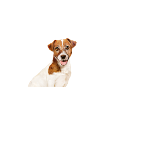 MINI AGEING - CHUNKS IN GRAVY