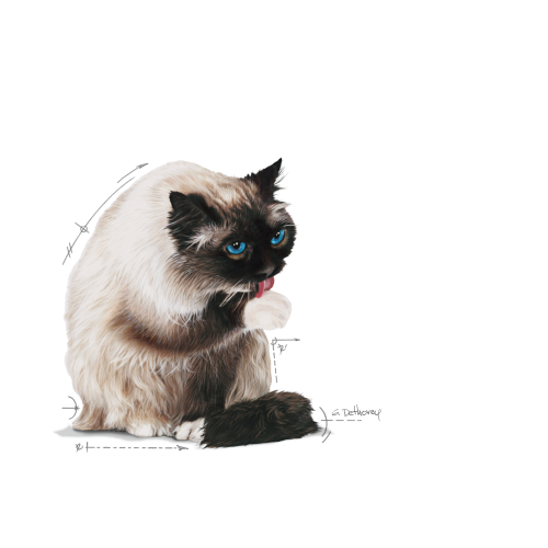 HAIRBALL CARE Tanki koščki v omaki