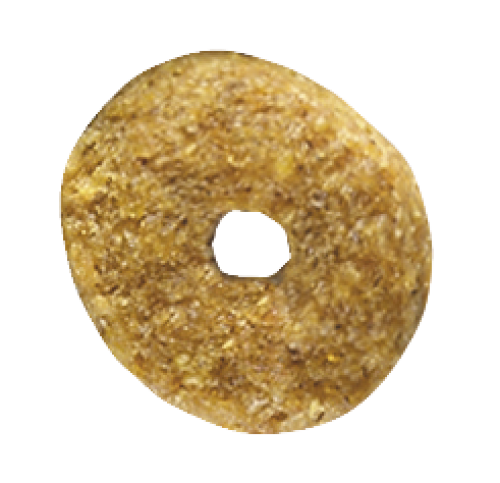 Neutered Adult Small Dog