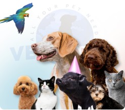 Svetovanje o hranjenju in negi živali