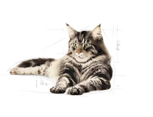 Royal Canin Maine Coon Adult