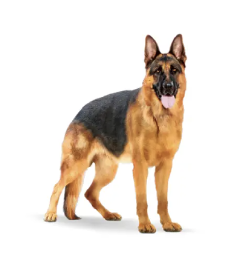 Royal Canin Maxi ADULT