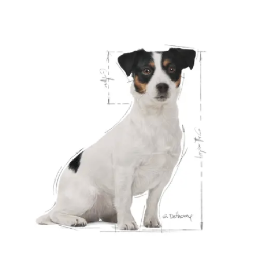 Royal Canin Mini Adult 8+