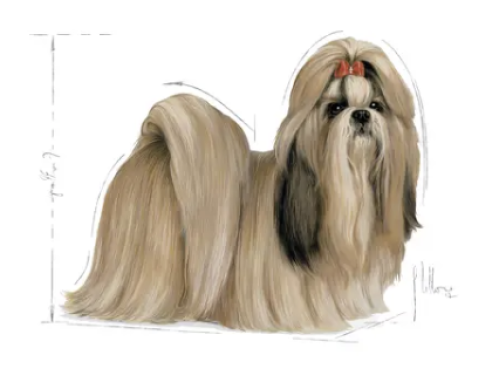 Royal Canin Shih Tzu Adult